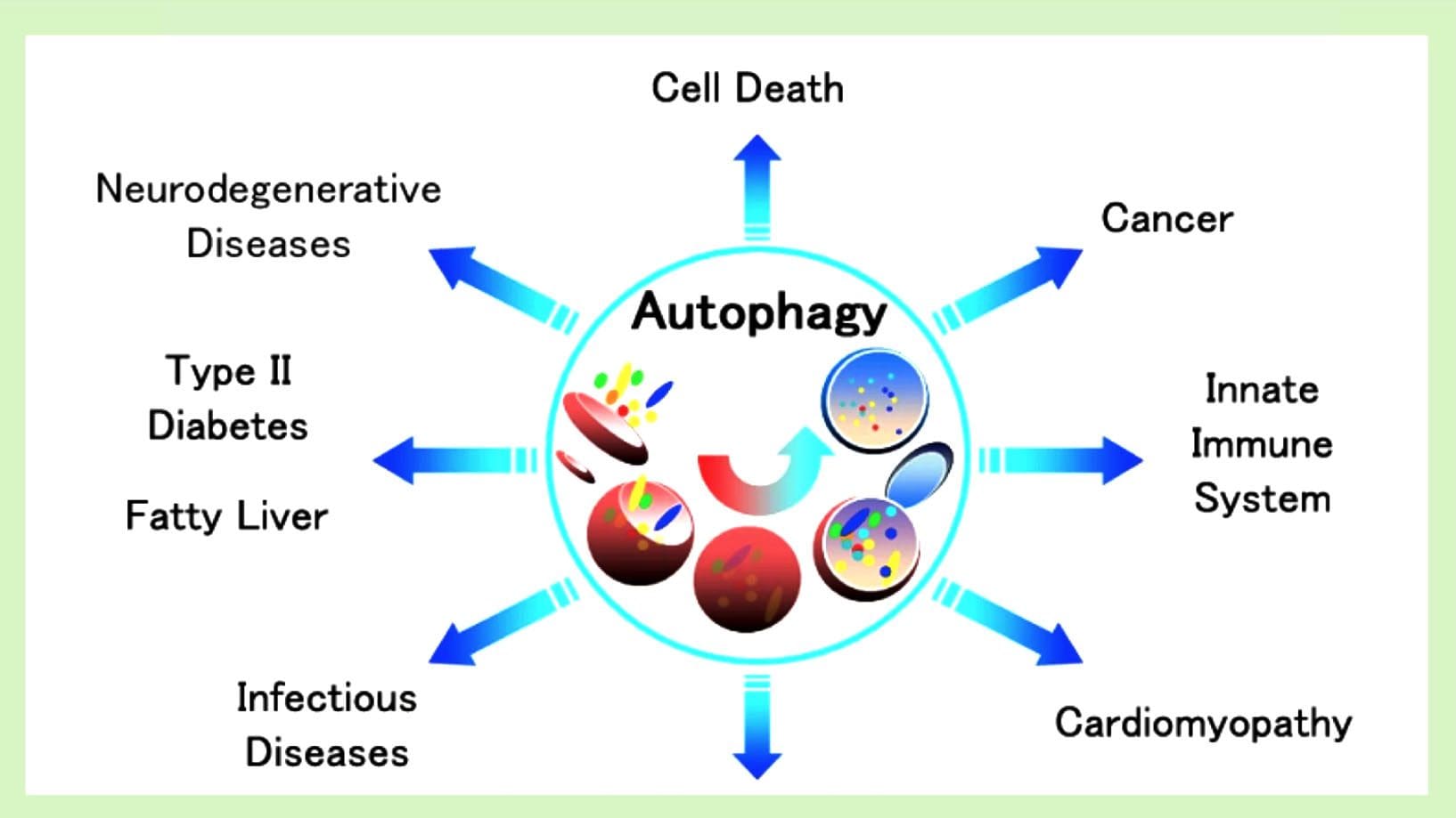 Аутофагия это простыми словами. Аутофагия. Механизм аутофагии. Стадии аутофагии. Аутофагия иммунология.