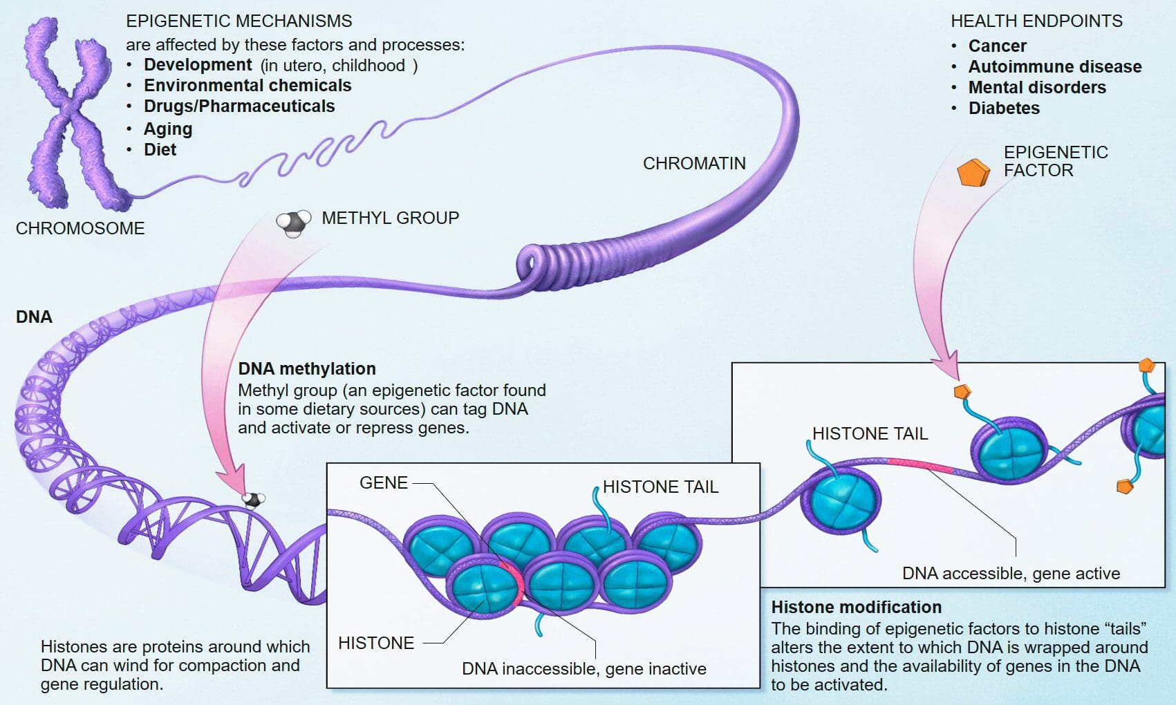 ijẹẹmu Genomics el paso tx.