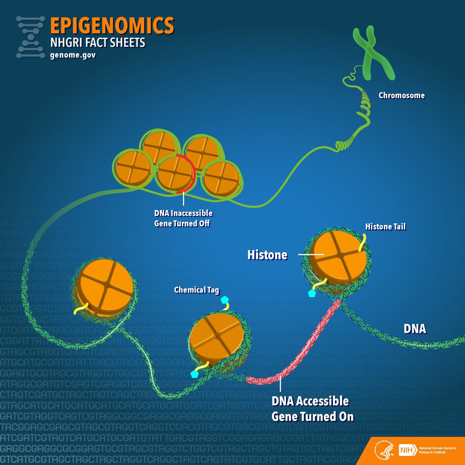 epigenetics and diatetics el paso tx.