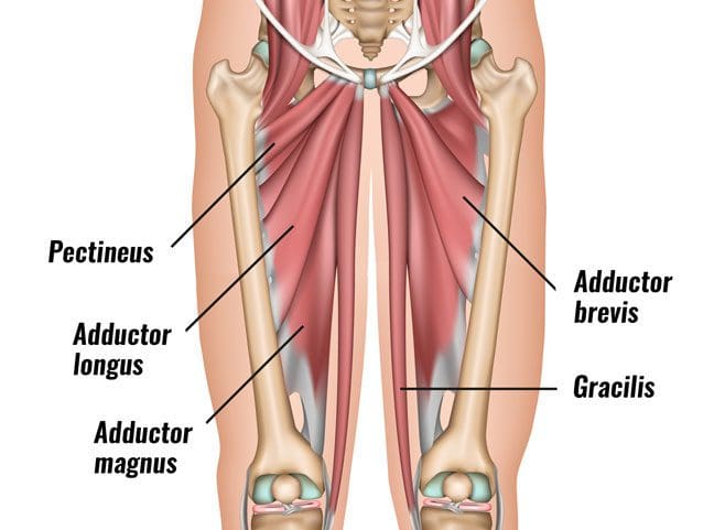 groin-muscles-diagram-3 | El Paso, TX Chiropractor