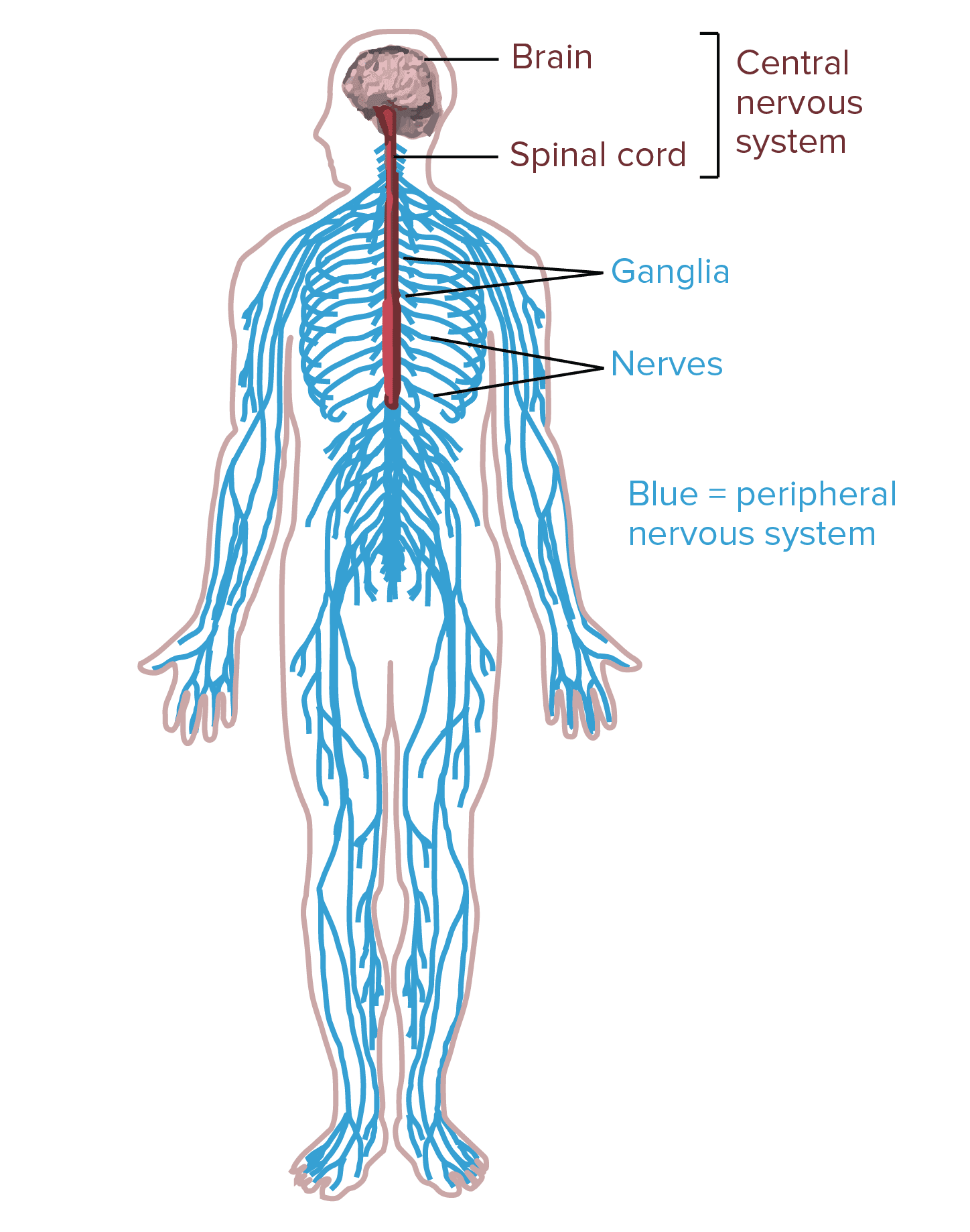 Nervous System Diagram | El Paso, TX Chiropractor