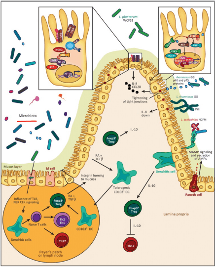 Influencia microbiana