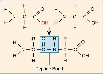 Peptide-Bond-Formation