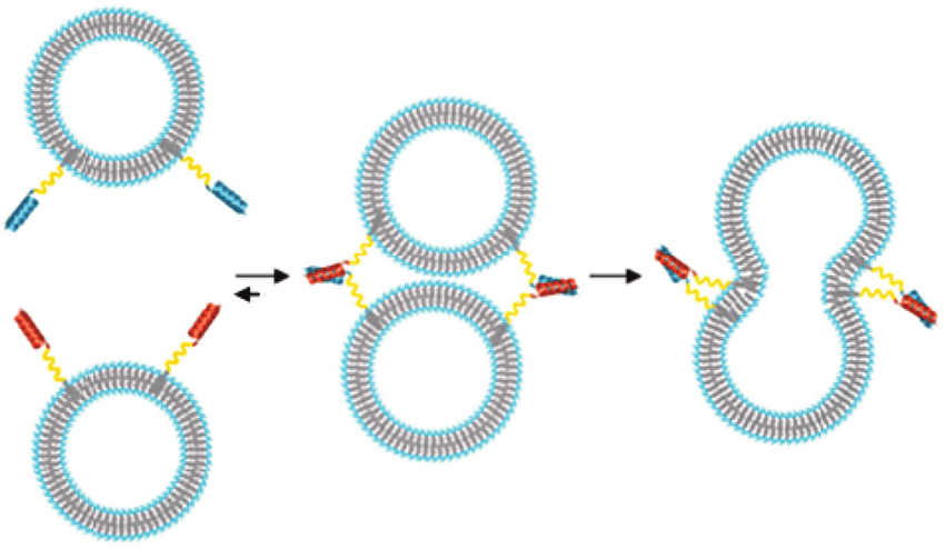 Ilustración esquemática de la fusión de liposomas mediada por imitadores de proteínas SNARE simples