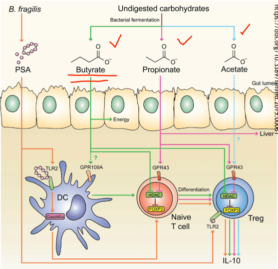 scfas and tcell differentiation