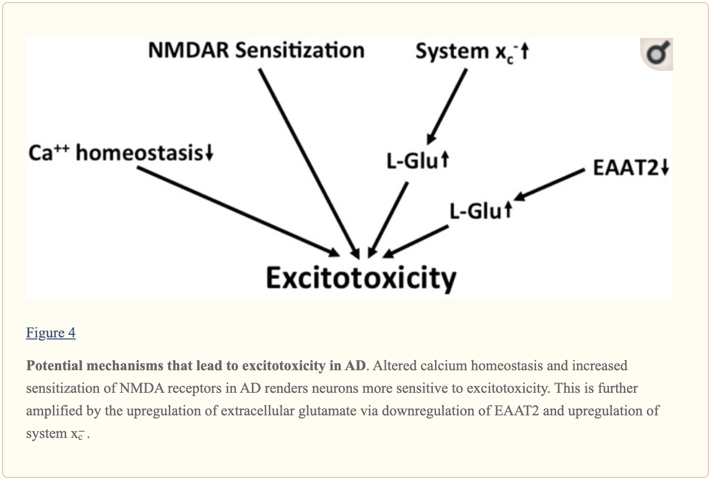 Figura 4 Mecanismos potenciales de excitotoxicidad en AD | El Paso, TX Quiropráctico