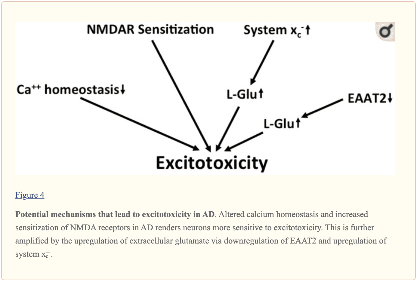 Figura 4 Potenziali meccanismi di eccitotossicità nell'AD | Chiropratico El Paso, TX