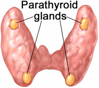 parathyroid-gland
