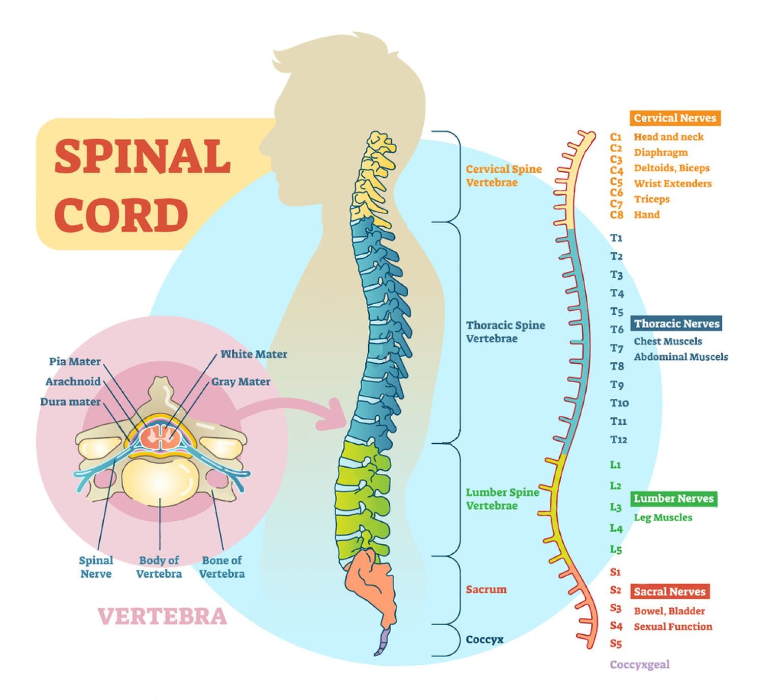 11860 Vista Del Sol, Ste. 126 Sciatica and Chiropractic Non-Surgical Care El Paso, TX.