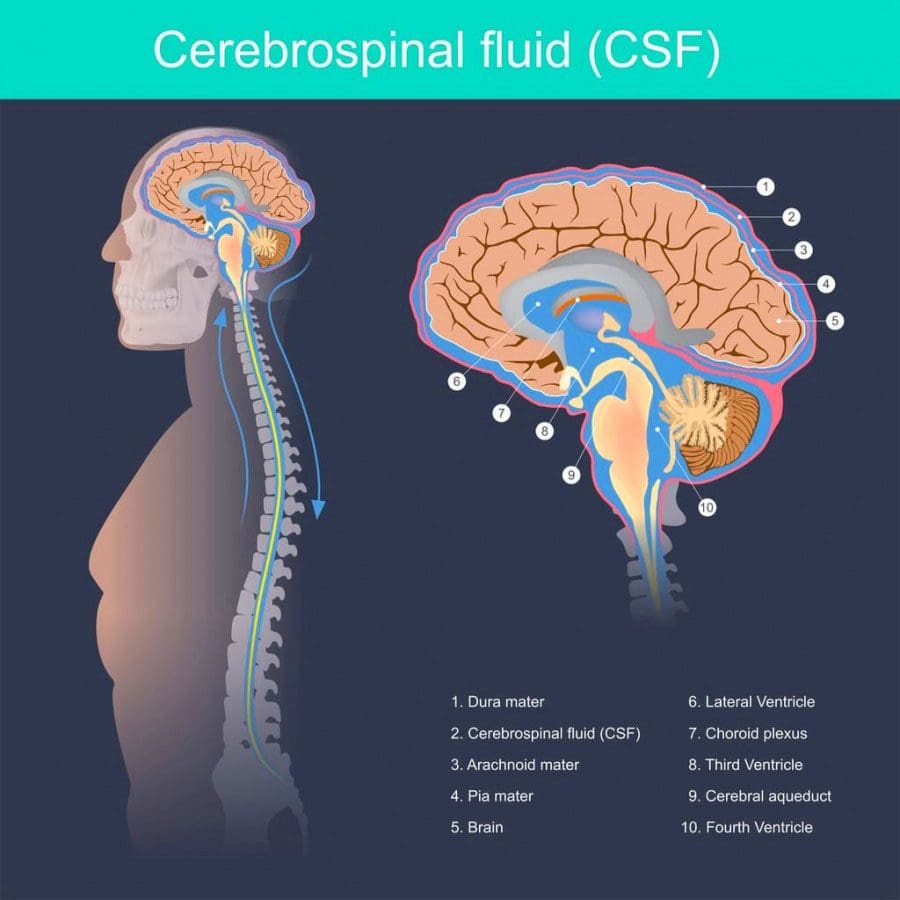 11860 Vista Del Sol, Ste. 128 Spinal Meningitis Can Affect the Spine: What to Know