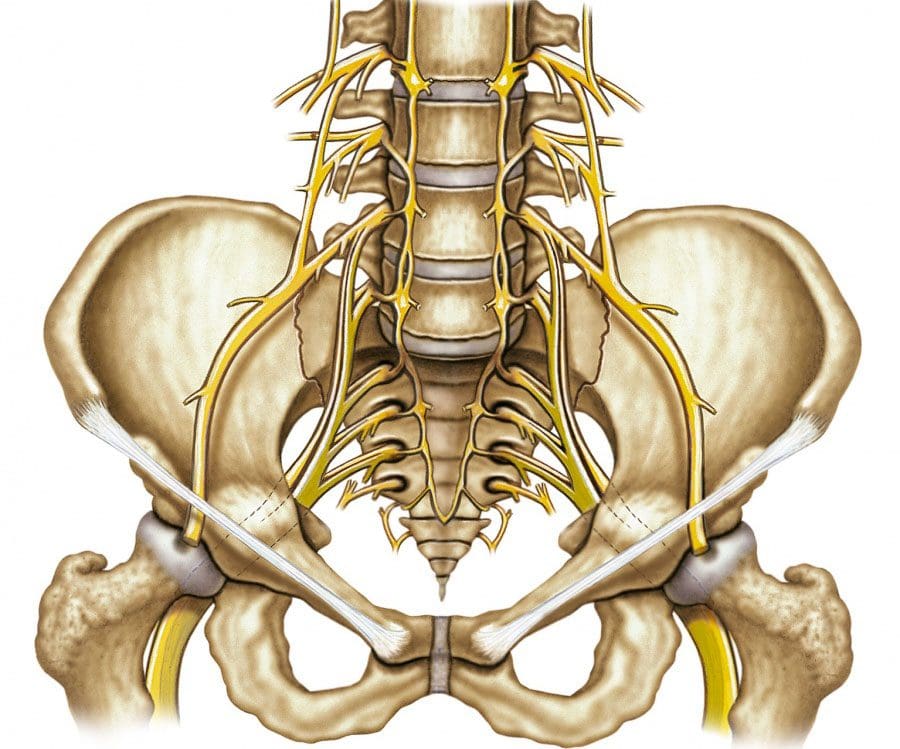 11860 Vista Del Sol, Ste. 128 Sacrum and Coccyx Vertebrae Possible Cause of Low Back Pain