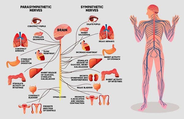 11860 Vista Del Sol, Ste. 128 Memperkuat Sistem Kekebalan Tubuh Dengan Dukungan Chiropractic