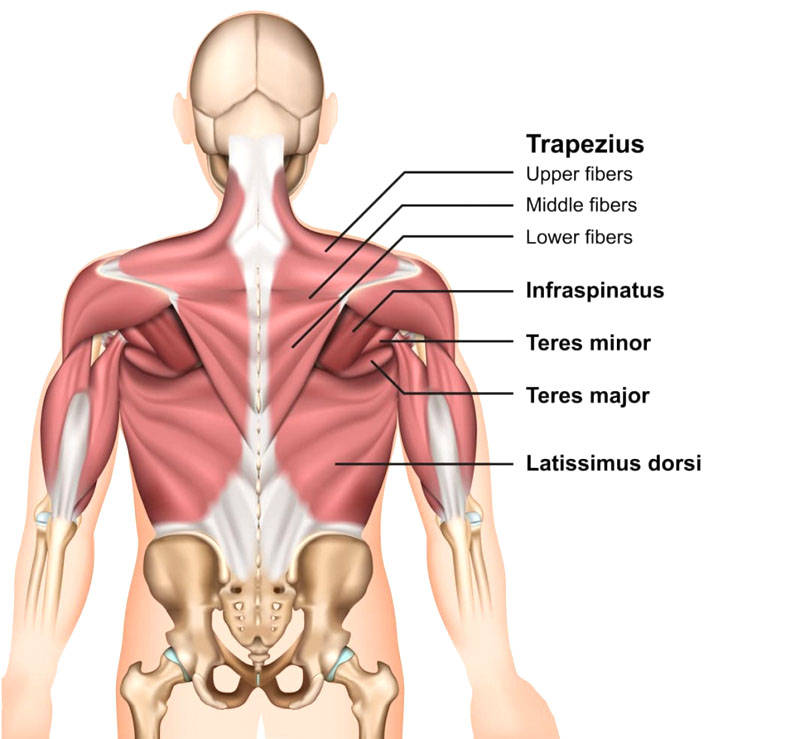 11860 Vista Del Sol, Ste. 128 Trapezius Muscle Spasms: Chiropractic Treatment and Relief