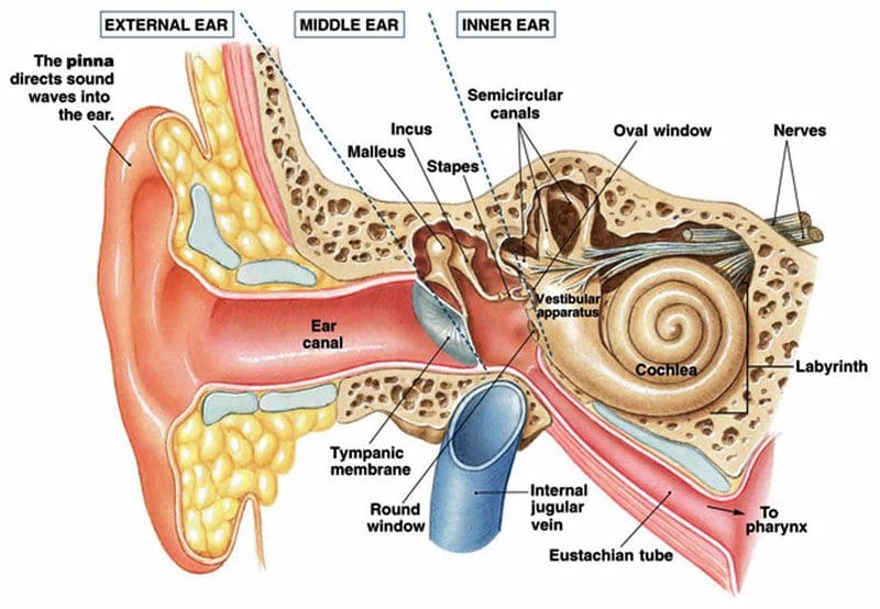 11860 Vista Del Sol, Ste. 128 Neck Pain and Feeling Dizzy: Cervicogenic/Cervical Vertigo
